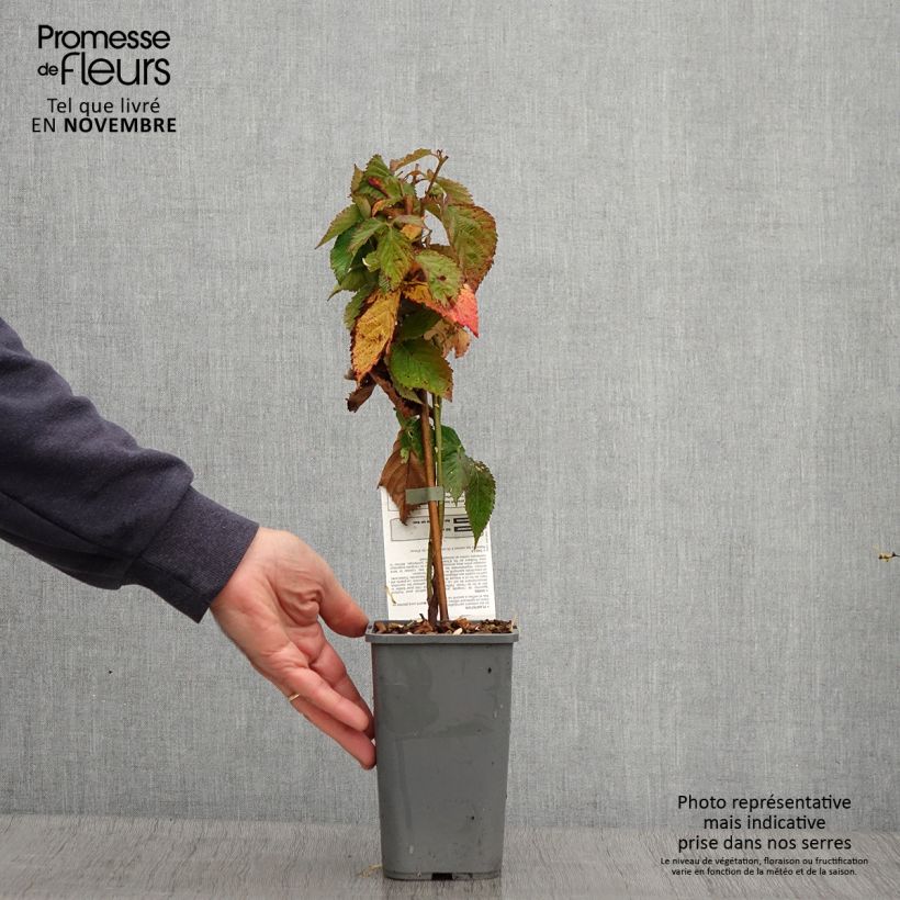 Ejemplar de Zarzamora Little Black Prince Maceta 1,5L/2L, Formación arbustiva entregado en otoño