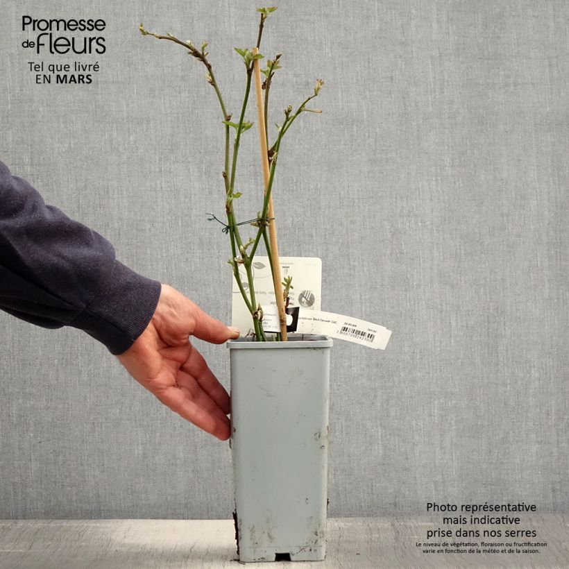 Zarzamora Black Cascade Maceta 2L/3L, Formación arbustiva Ejemplar entregado en la primavera