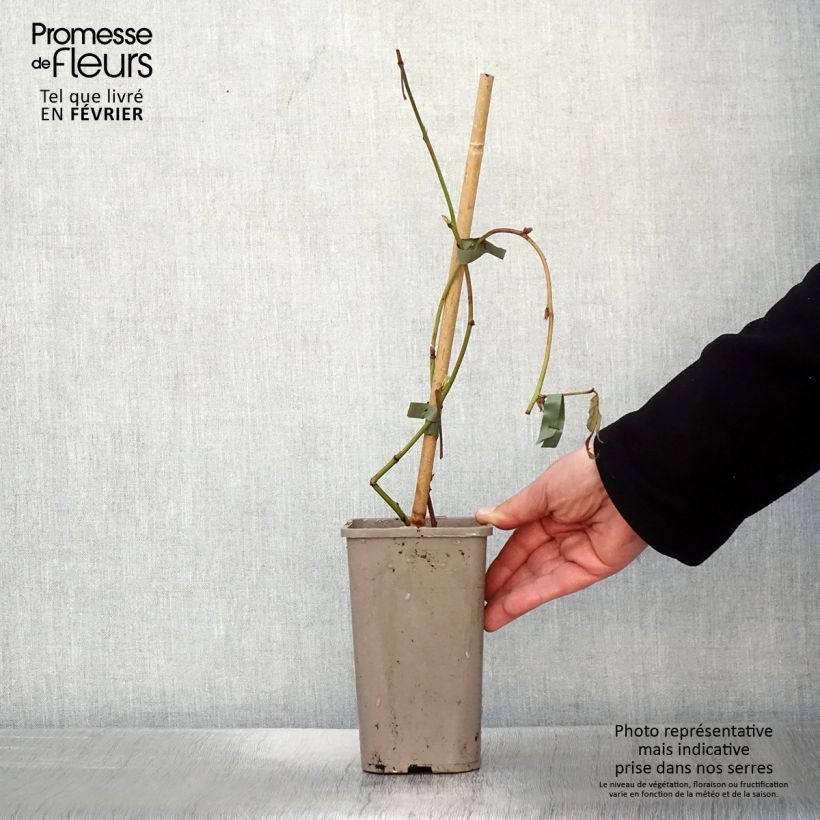 Zarzamora Loch Maree Maceta 1,5L/2L Ejemplar entregado en invierno