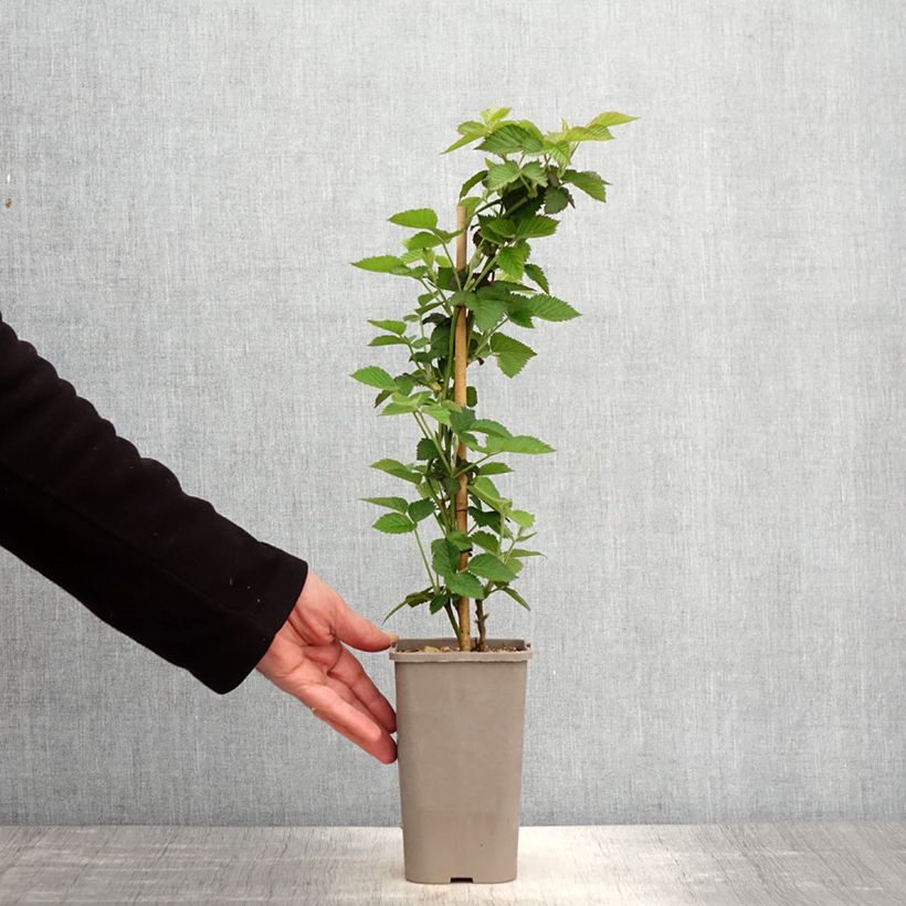 Zarzamora Loch Maree Maceta 1,5L/2L Ejemplar entregado en la primavera