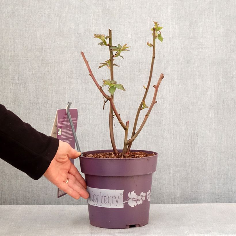 Rubus fruticosus Lucky Berry - Zarzamora Maceta 4L/5L, Formación arbustiva Ejemplar entregado en la primavera