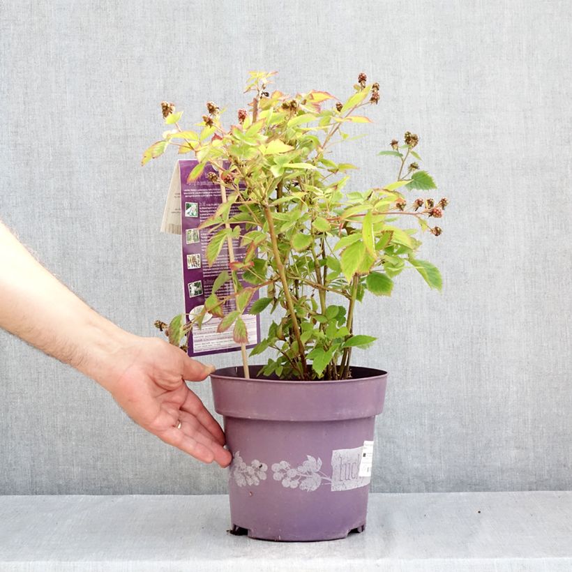 Ejemplar de Rubus fruticosus Lucky Berry - Zarzamora Maceta 4L/5L, Formación arbustiva entregado en verano