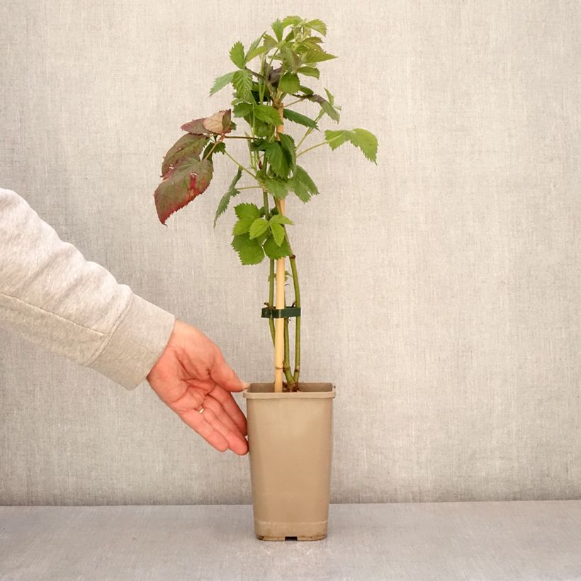 Zarzamora Navaho The Big Easy Maceta 1,5L/2L, Formación arbustiva Ejemplar entregado en la primavera