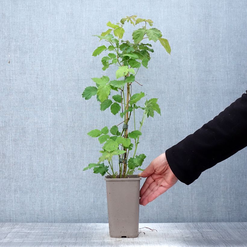 Zarzamora Columbia Star Maceta 1,5L/2L Ejemplar entregado en la primavera