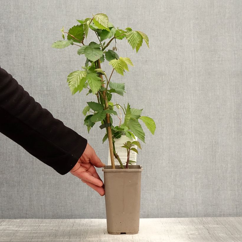 Zarzamora Dirksen Maceta 1,5L/2L Ejemplar entregado en la primavera