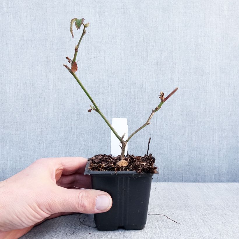 Zarzamora Dirksen Maceta de 8/9 cm Ejemplar entregado en invierno