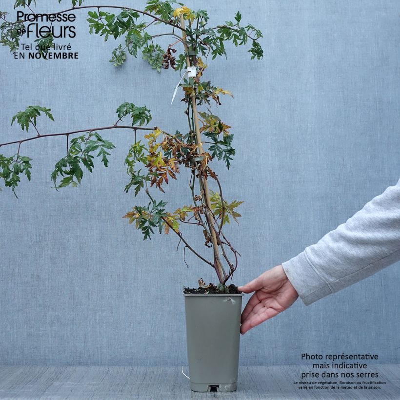 Ejemplar de Zarzamora Géante des jardins Maceta 2L/3L entregado en otoño