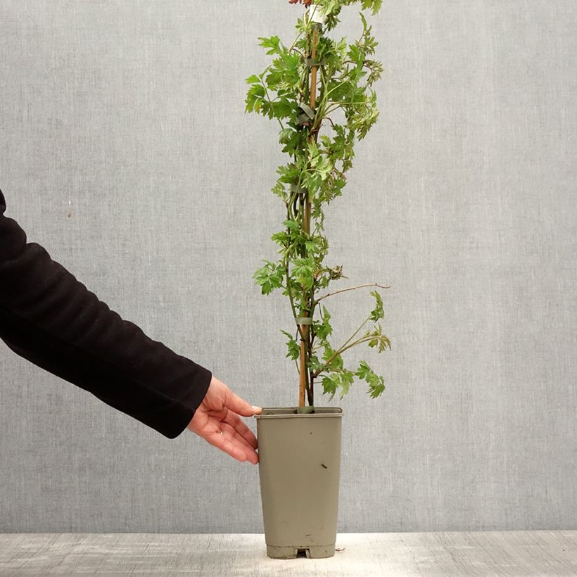 Zarzamora Géante des jardins Maceta 2L/3L Ejemplar entregado en la primavera