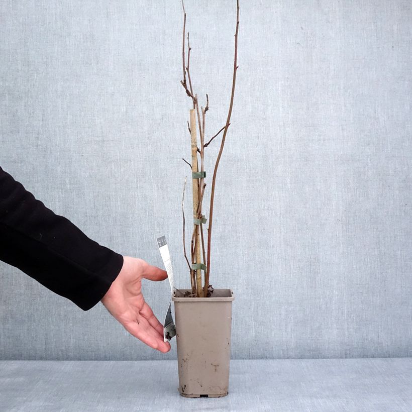 Zarzamora Navaho Big and Early Maceta 1,5L/2L, Formación arbustiva Ejemplar entregado en invierno