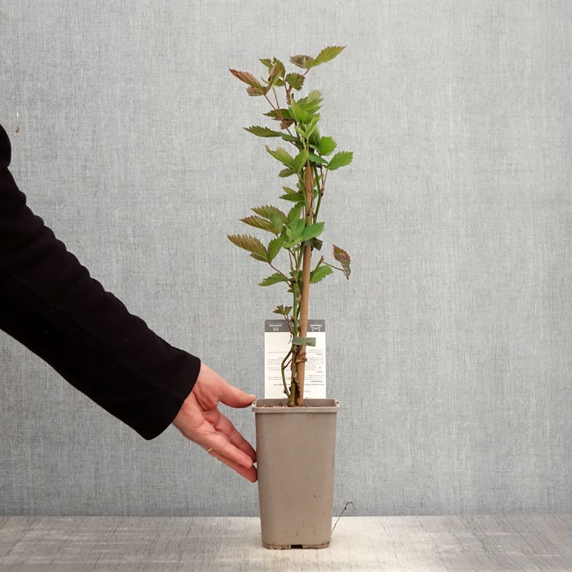 Zarzamora Navaho Big and Early Maceta 1,5L/2L, Formación arbustiva Ejemplar entregado en la primavera