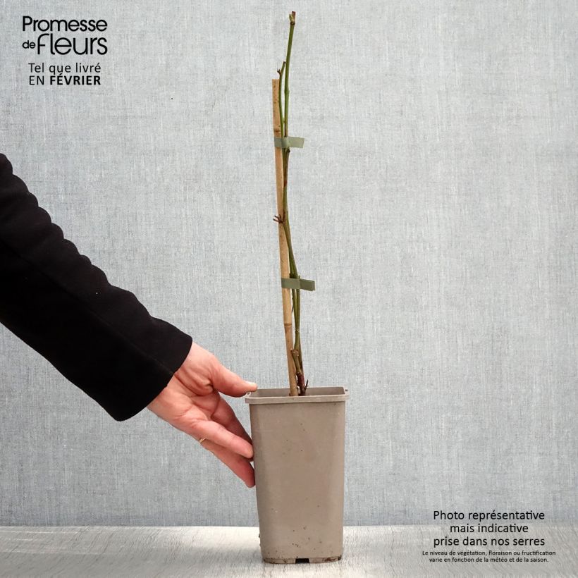 Zarzamora Navaho Summerlong Maceta 1,5L/2L, Formación arbustiva Ejemplar entregado en invierno