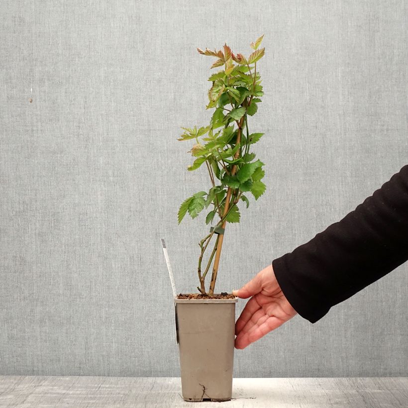 Zarzamora Navaho Summerlong Maceta 1,5L/2L, Formación arbustiva Ejemplar entregado en la primavera