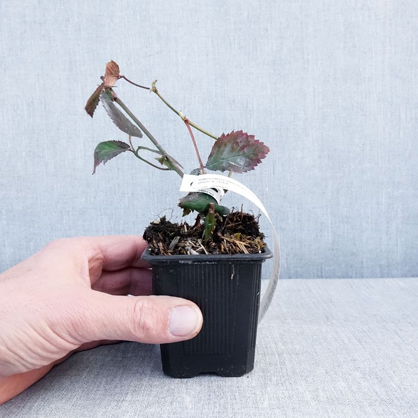 Zarzamora Oregon Thornless Maceta de 8/9 cm Ejemplar entregado en invierno