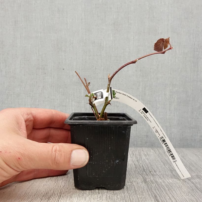 Zarzamora Oregon Thornless Maceta de 8/9 cm Ejemplar entregado en la primavera