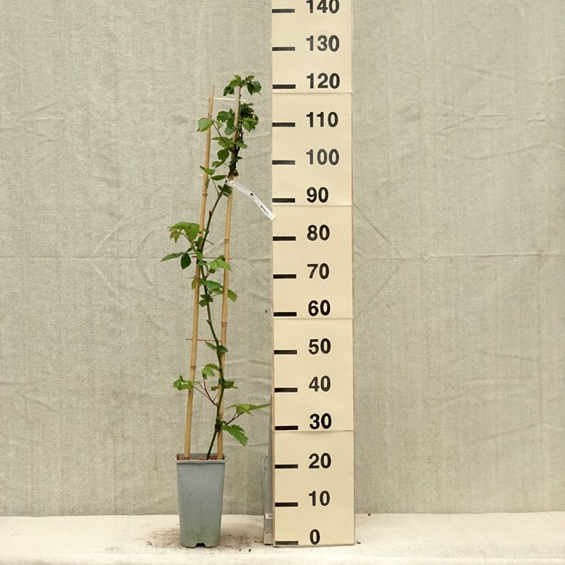 Zarzamora Oregon Thornless Maceta 2L/3L Ejemplar entregado en la primavera