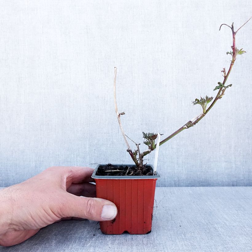 Zarzamora Thornless Maceta de 8/9 cm Ejemplar entregado en la primavera