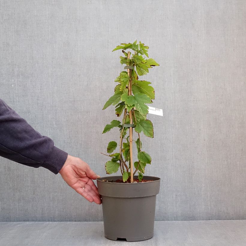 Ejemplar de Morera Everbearing - Morus rubra x alba Maceta 4L/5L entregado en otoño