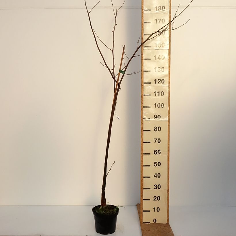 Ejemplar de Morera Wellington Maceta 3L/4L, Medio tallo entregado en otoño