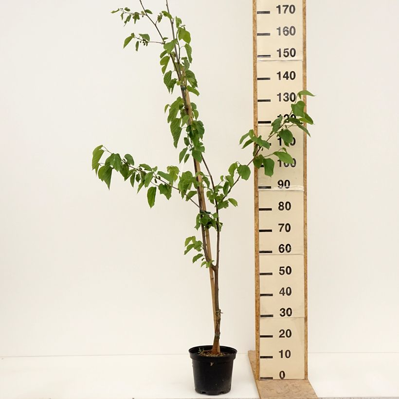 Morera Wellington Maceta 3L/4L, Medio tallo Ejemplar entregado en la primavera