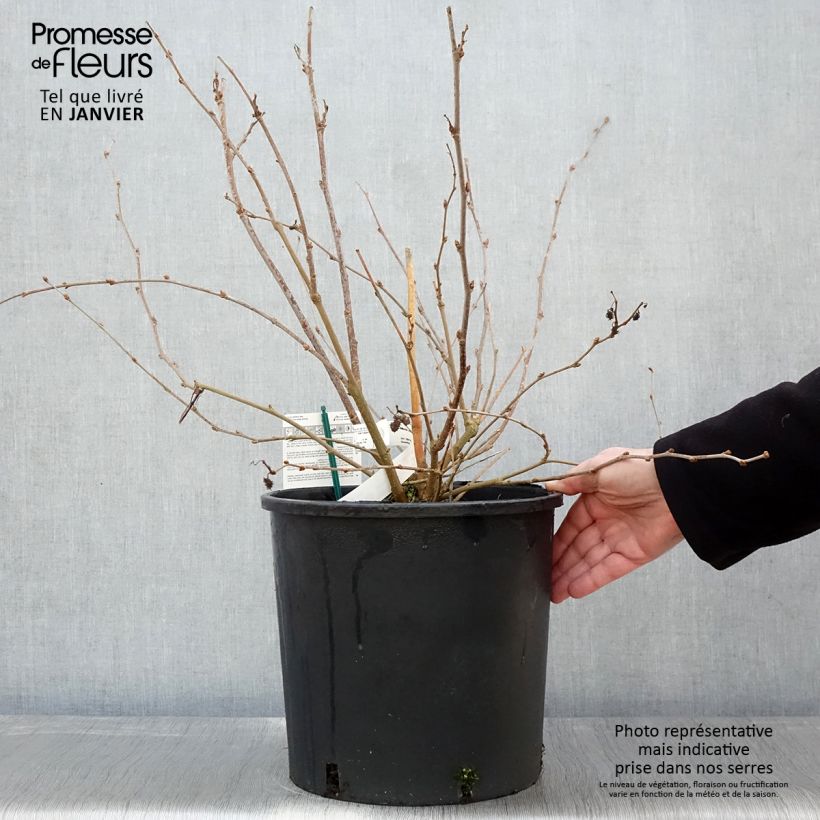 Morera Bonbonberry Mojo Berry Maceta 12L/15L, Formación arbustiva Ejemplar entregado en invierno