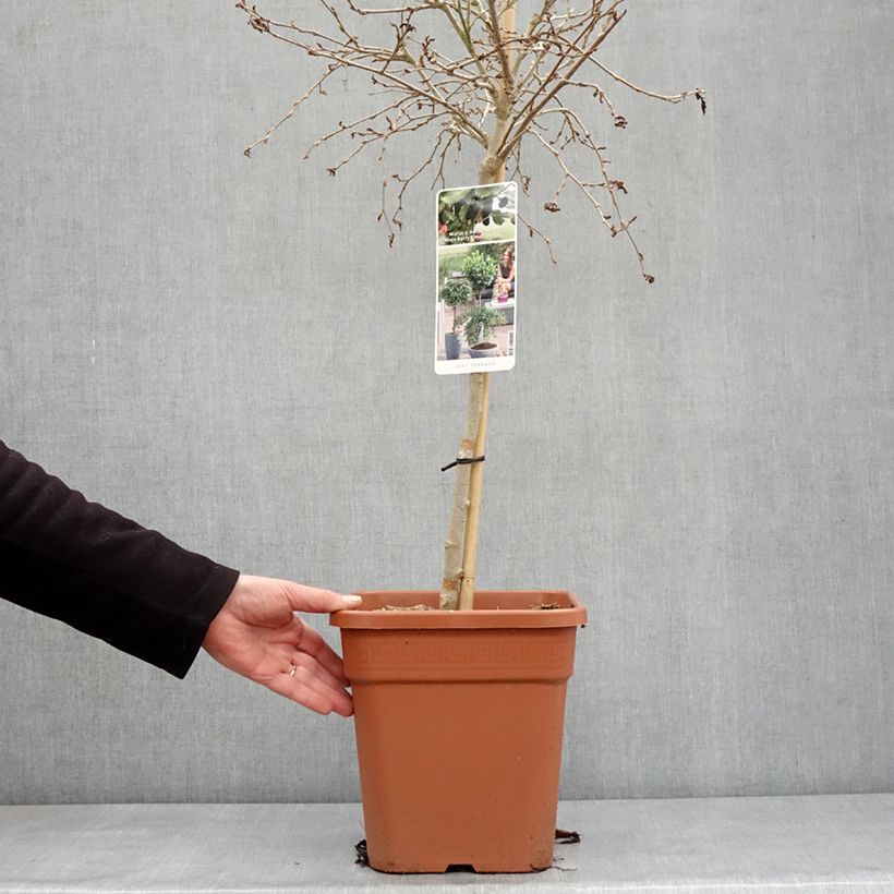 Morera Bonbonberry Mojo Berry Maceta 7,5L/10L, 1/4 tallo Ejemplar entregado en invierno