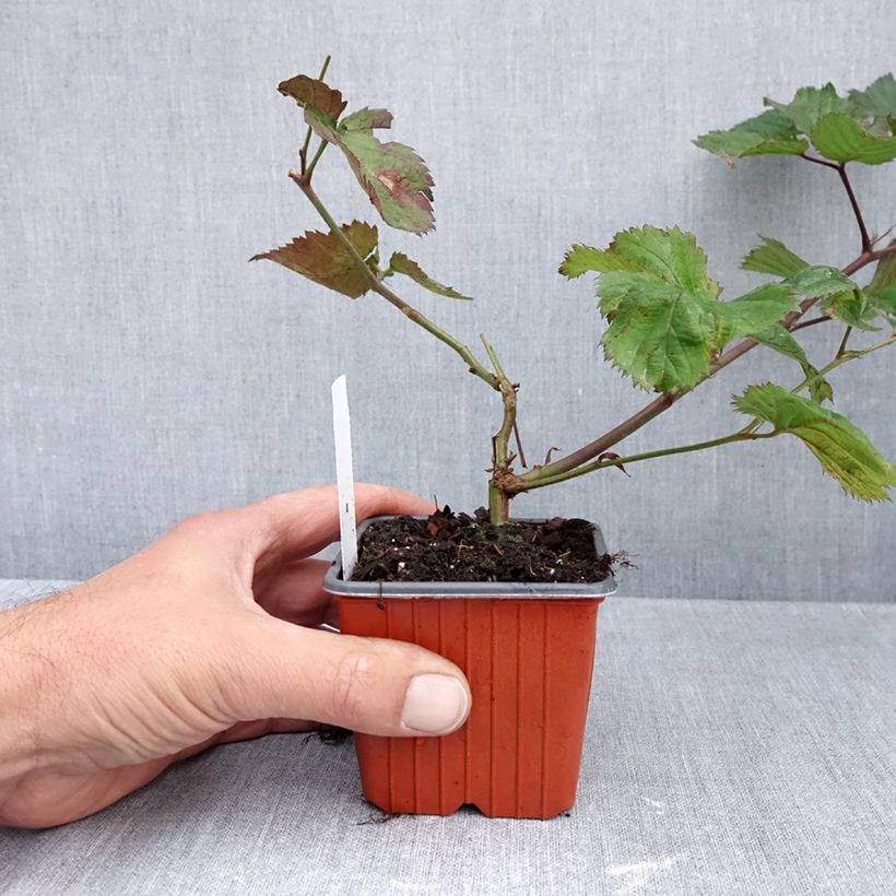 Ejemplar de Zarzamora Triple crown Maceta de 8/9 cm entregado en otoño