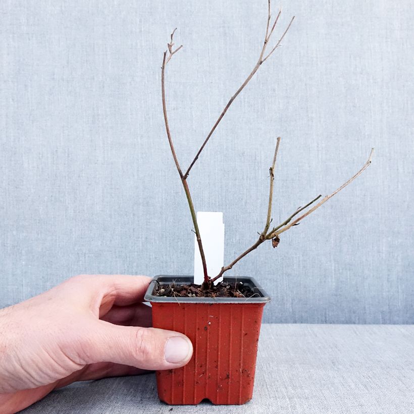 Zarzamora Triple crown Maceta de 8/9 cm Ejemplar entregado en invierno