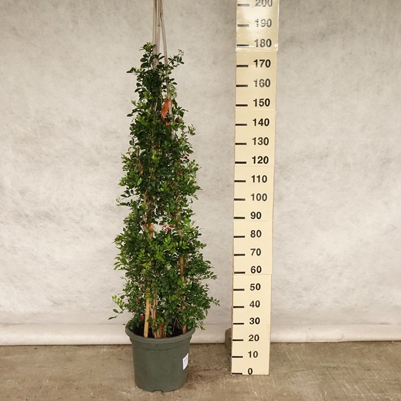 Ejemplar de Murraya paniculata - Naranjo jazmín Maceta 12L/15L entregado en verano