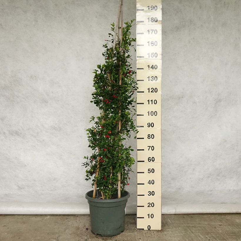 Murraya paniculata - Naranjo jazmín Maceta 12L/15L Ejemplar entregado en la primavera