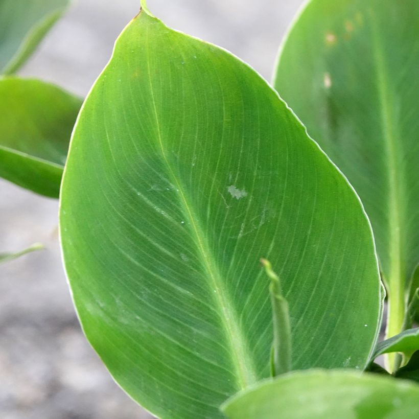 Musa acuminata - Platanera (Follaje)