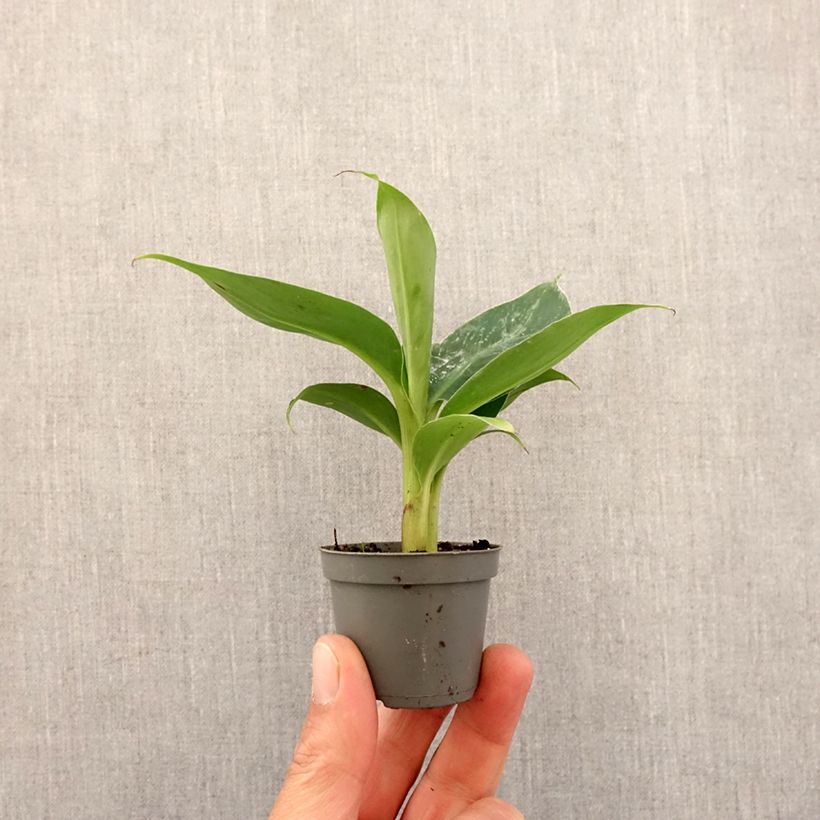 Musa acuminata - Platanera Mini-plante Ejemplar entregado en la primavera