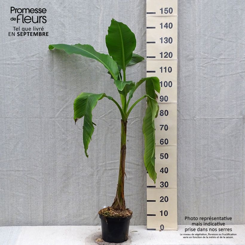 Ejemplar de Musa basjoo Sakhalin - Platanera japonés Maceta 4L/5L entregado en otoño