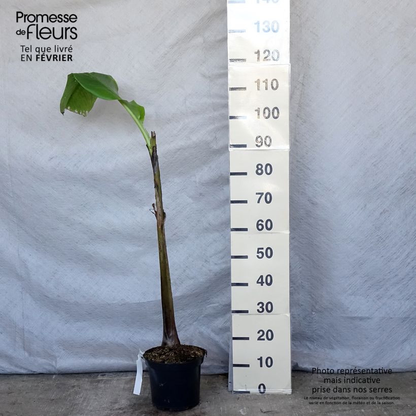 Musa basjoo Sakhalin - Platanera japonés Maceta 4L/5L Ejemplar entregado en invierno