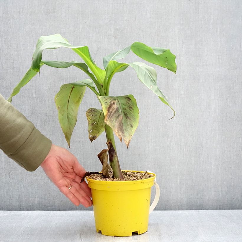 Musa basjoo Tchetchenia - Platanera japonés Maceta 2L/3L Ejemplar entregado en invierno