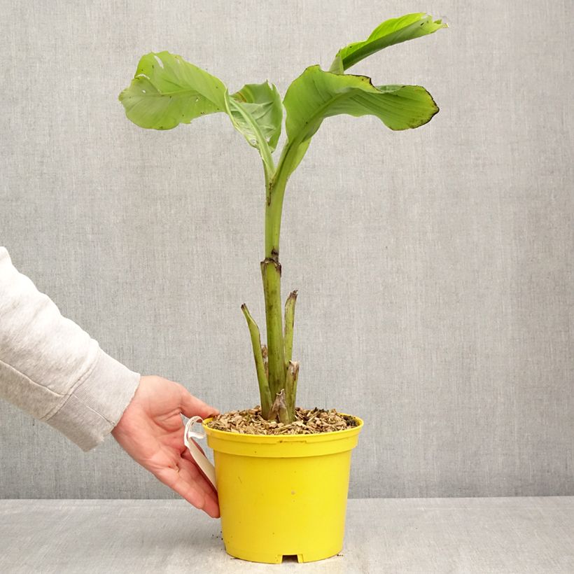 Musa basjoo Tchetchenia - Platanera japonés Maceta 2L/3L Ejemplar entregado en la primavera