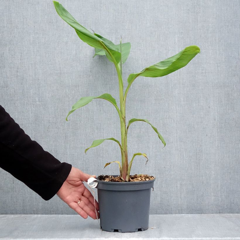 Ejemplar de Musa itinerans var. xishuangbannaensis Mekong Giant - Platanera Maceta 2L/3L entregado en otoño