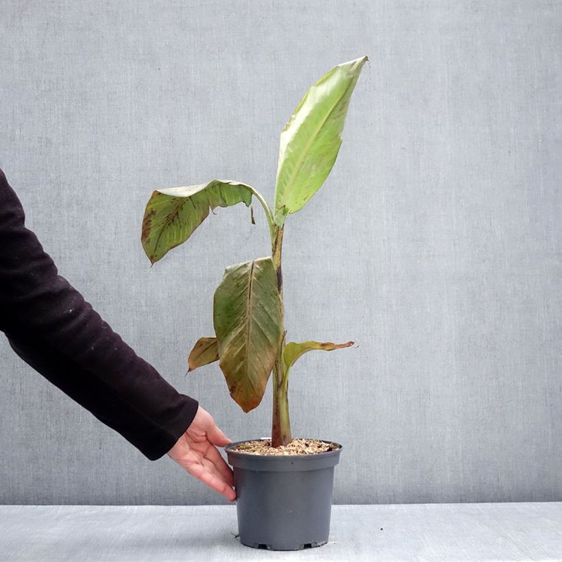 Musa itinerans var. xishuangbannaensis Mekong Giant - Platanera Maceta 2L/3L Ejemplar entregado en invierno