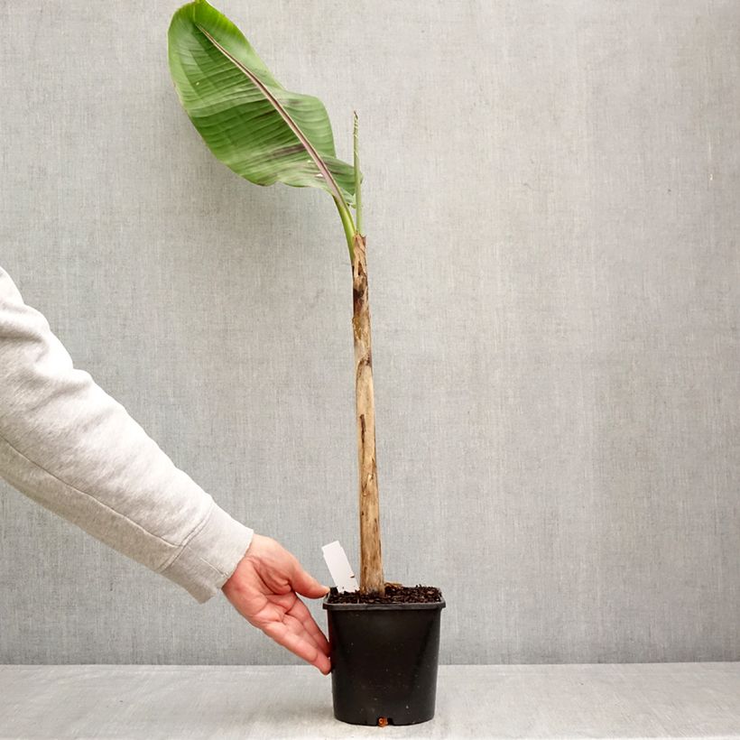 Musa sikkimensis Ever Red - Platanero Maceta 1,5L/2L Ejemplar entregado en la primavera