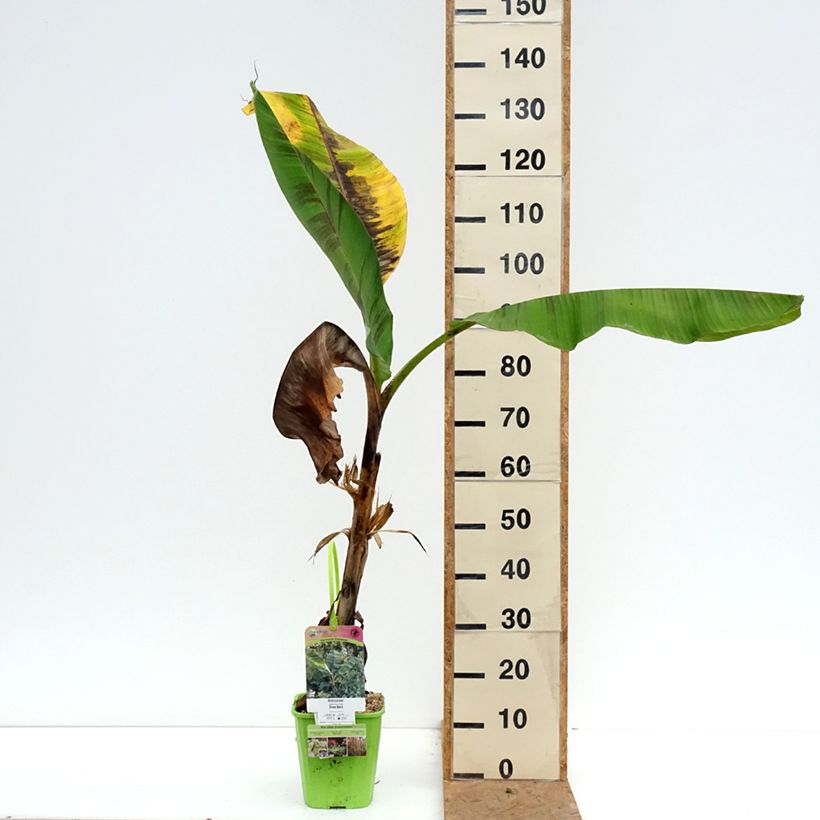 Ejemplar de Musa sikkimensis Ever Red - Platanero Maceta 4L/5L entregado en otoño