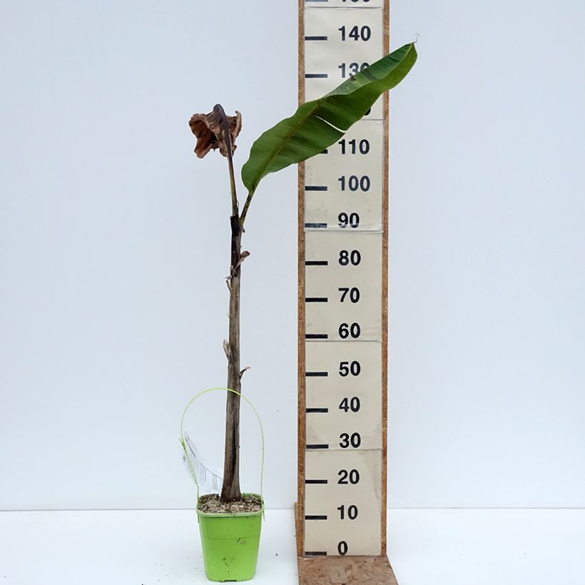 Musa sikkimensis Ever Red - Platanero Maceta 4L/5L Ejemplar entregado en invierno