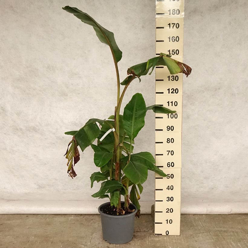 Ejemplar de Musa velutina - Plátana rosa Maceta 12L/15L entregado en verano