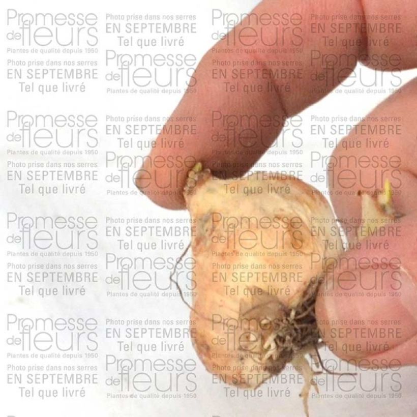 Ejemplo de ejemplar de Muscari armeniacum Bulbe calibre 9+ tal y como se entrega