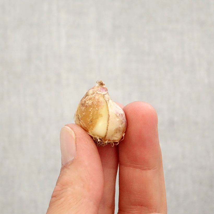 Ejemplar de Muscari armeniacum Double Beauty Bulbo calibre 7+ entregado en otoño