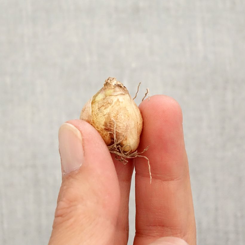 Ejemplar de Muscari armeniacum Valerie Finnis Bulbo calibre 7+ entregado en otoño