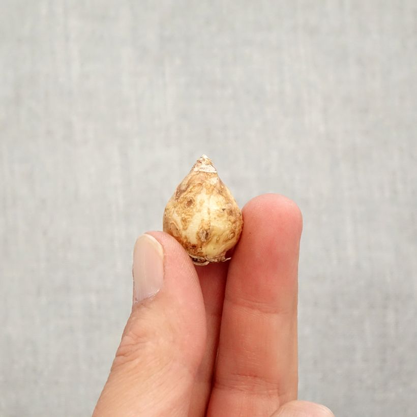 Ejemplar de Muscari aucheri Blue Magic Bulbo calibre 7+ entregado en otoño