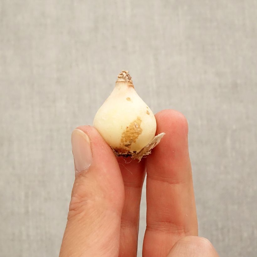 Ejemplar de Muscari armeniacum Manon Bulbo calibre 8+ entregado en otoño