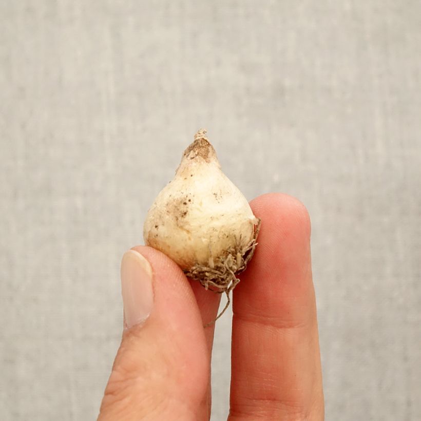 Ejemplar de Muscari muscarimi (racemosum) Bulbo calibre 8+ entregado en otoño