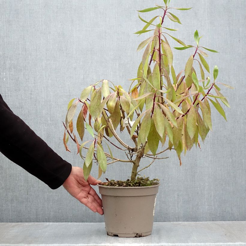 Ejemplar de Myoporum laetum - Mióporo Maceta 4L/5L entregado en otoño