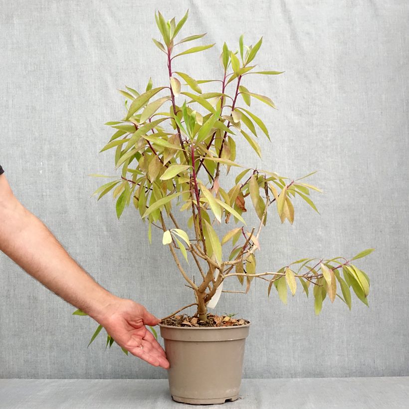 Ejemplar de Myoporum laetum - Mióporo Maceta 4L/5L entregado en verano