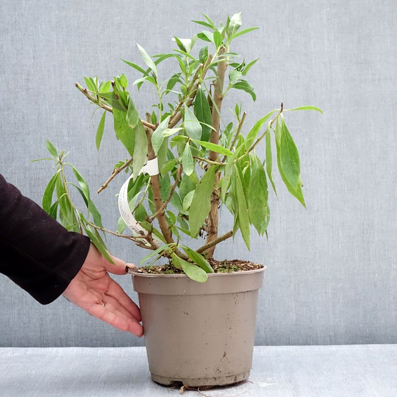 Myoporum laetum - Mióporo Maceta 4L/5L Ejemplar entregado en invierno